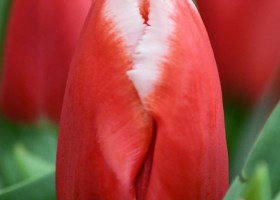 Tulipa Canasta ® (4)